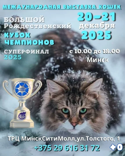 Выставка кошек "Рождественский кубок чемпионов"
