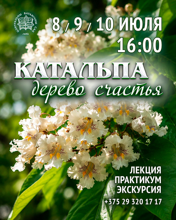 Лекция "Дерево счастья. Катальпа"