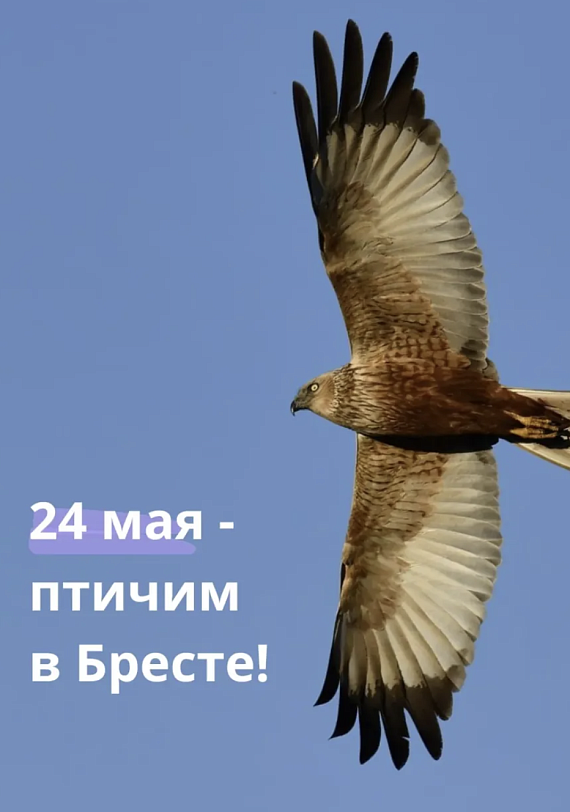 Птичинг