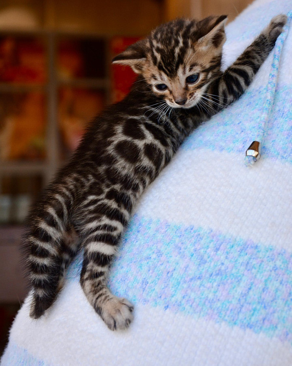 Выставка кошек