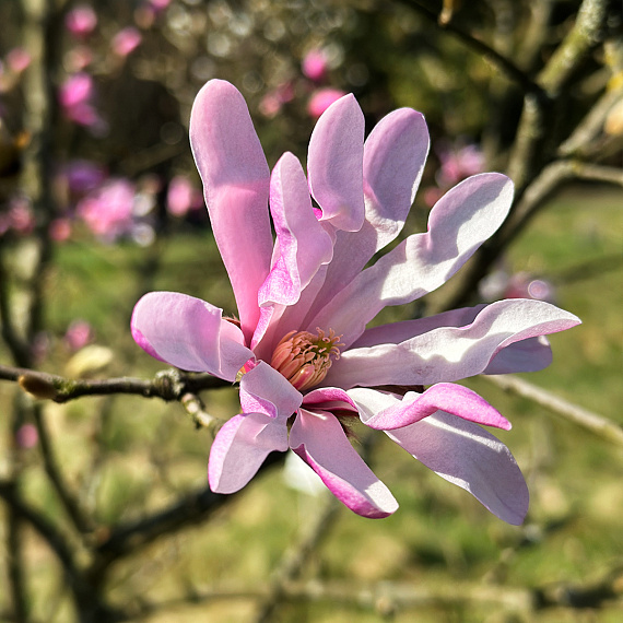 Полюбоваться цветением Магнолий