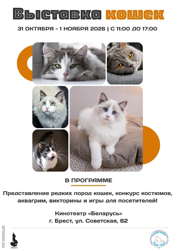 Выставка кошек