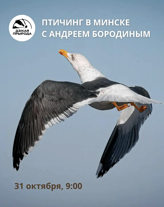 Птичинг