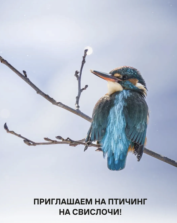 Птичинг на Свислочи